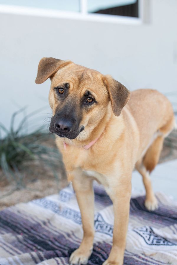 Leia, a tan mixed-breed adult dog.