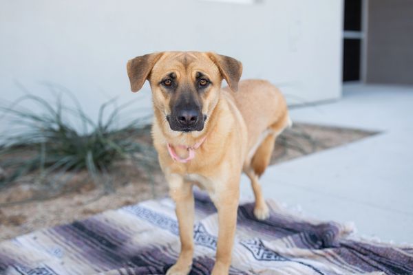 Leia, a tan mixed-breed adult dog.