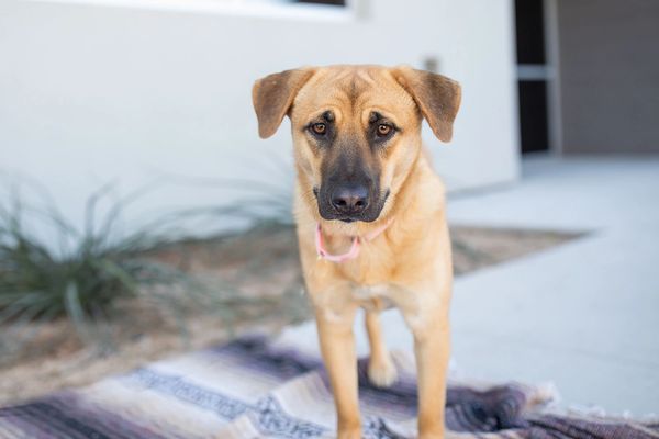 Leia, a tan mixed-breed adult dog.