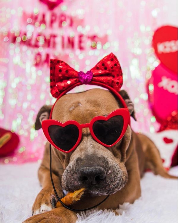 Penny, a 7-year old mastiff mix with tan coloring poses for her photos.