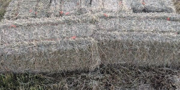 Bales of alfalfa hay for sale 2 string approximately 50 pounds and big bales available