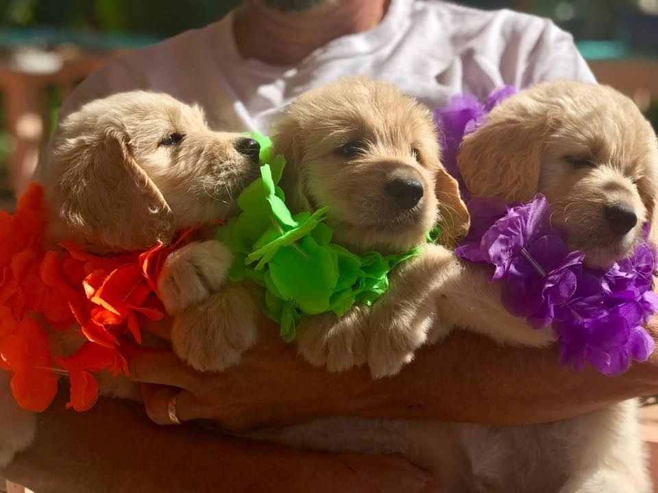 Available Puppies