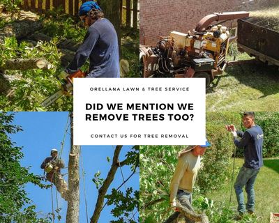 rs tree service fairfax va