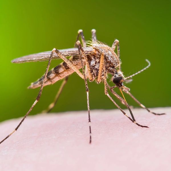 Close-up of a mosquito on skin.