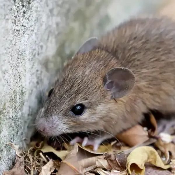 Close-up of a mouse near a wall and dry leaves.