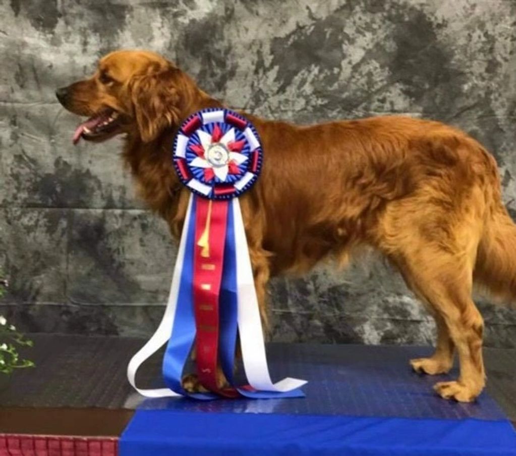 This is Maximus, Mr. Handsome, Maxy boy. He runs the show here. Clear DNA & OFA panel 
