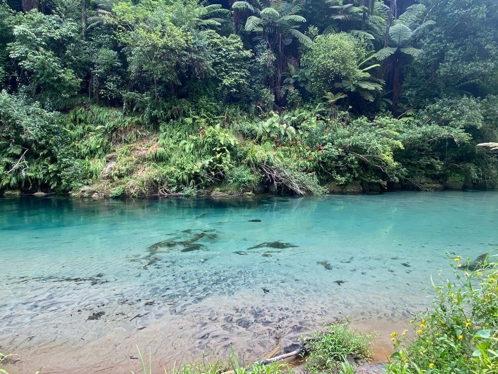 The river and queens covenant protected forest. 
