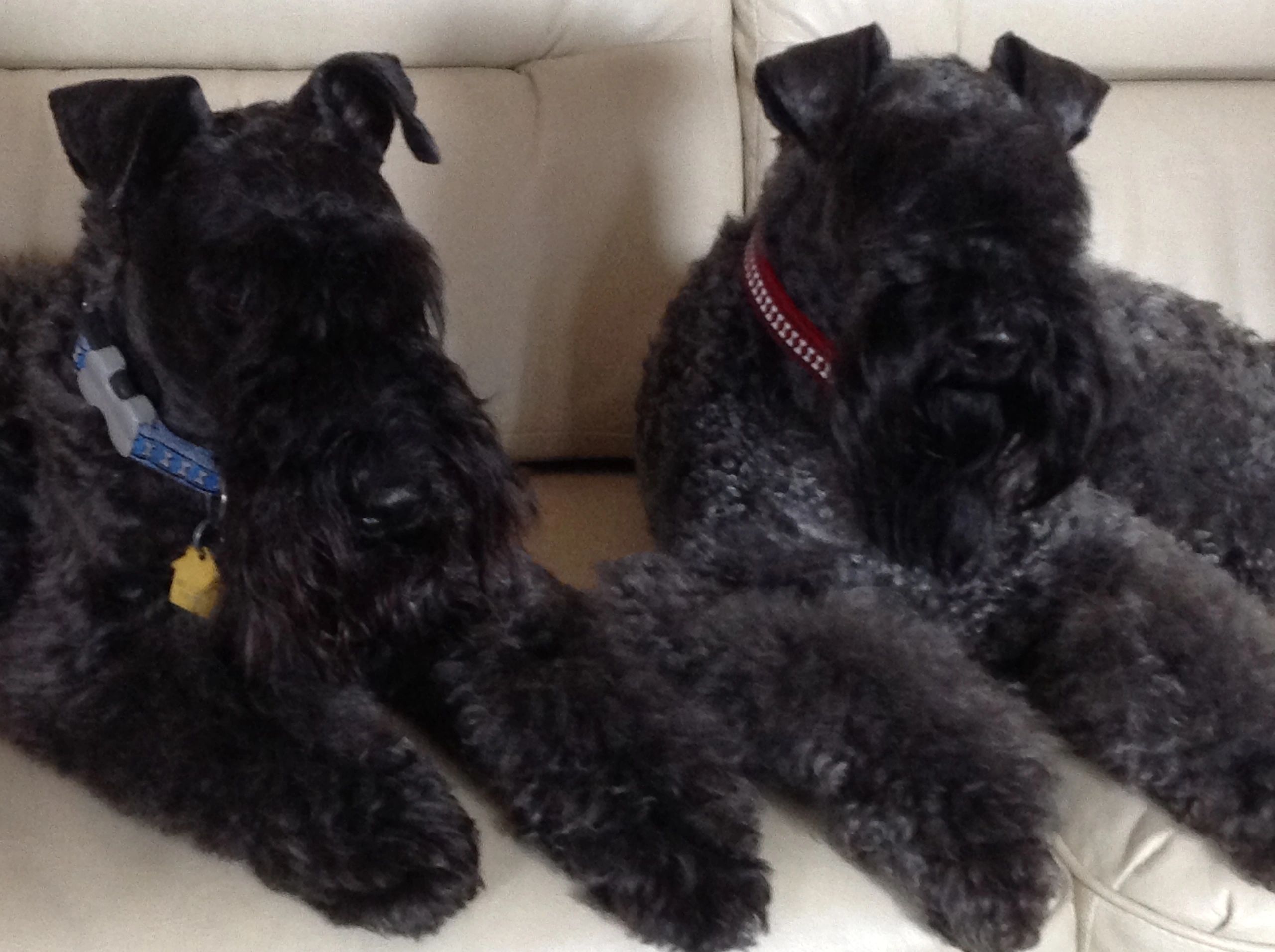 are kerry blue terrier aggressive