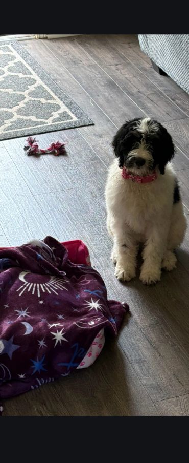 Black and white puppy sitting on wooden floor beside a colorful blanket.