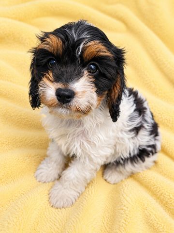 Cute tricolor puppy sitting on a yellow blanket.