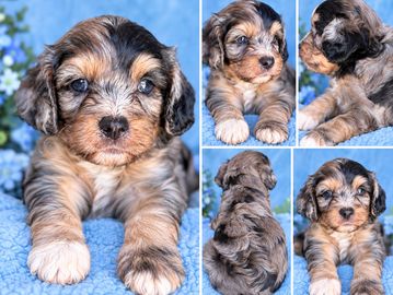 Adorable multicolored puppy on a blue blanket.