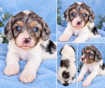 Adorable tricolor puppy with blue eyes on a blue blanket.