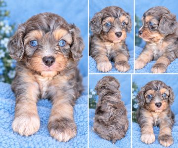 Collage of adorable blue-eyed puppy with curly fur.