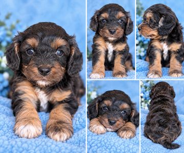 Cute black and brown puppy posed on blue blanket.