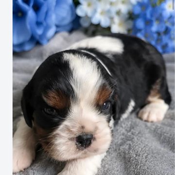 Adorable black, white, and brown puppy resting on a soft blanket.