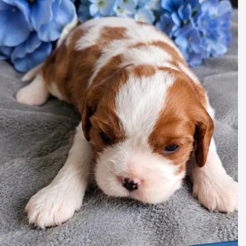 Cute brown and white puppy lying down on a gray blanket.
