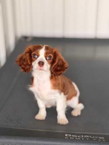 Small brown and white puppy sitting.