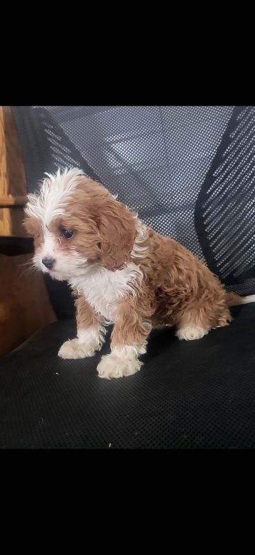 Small brown and white puppy sitting on a mesh chair.