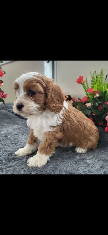 Adorable small brown and white puppy sitting on a gray blanket.