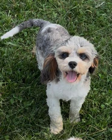 Happy small dog standing on the grass.
