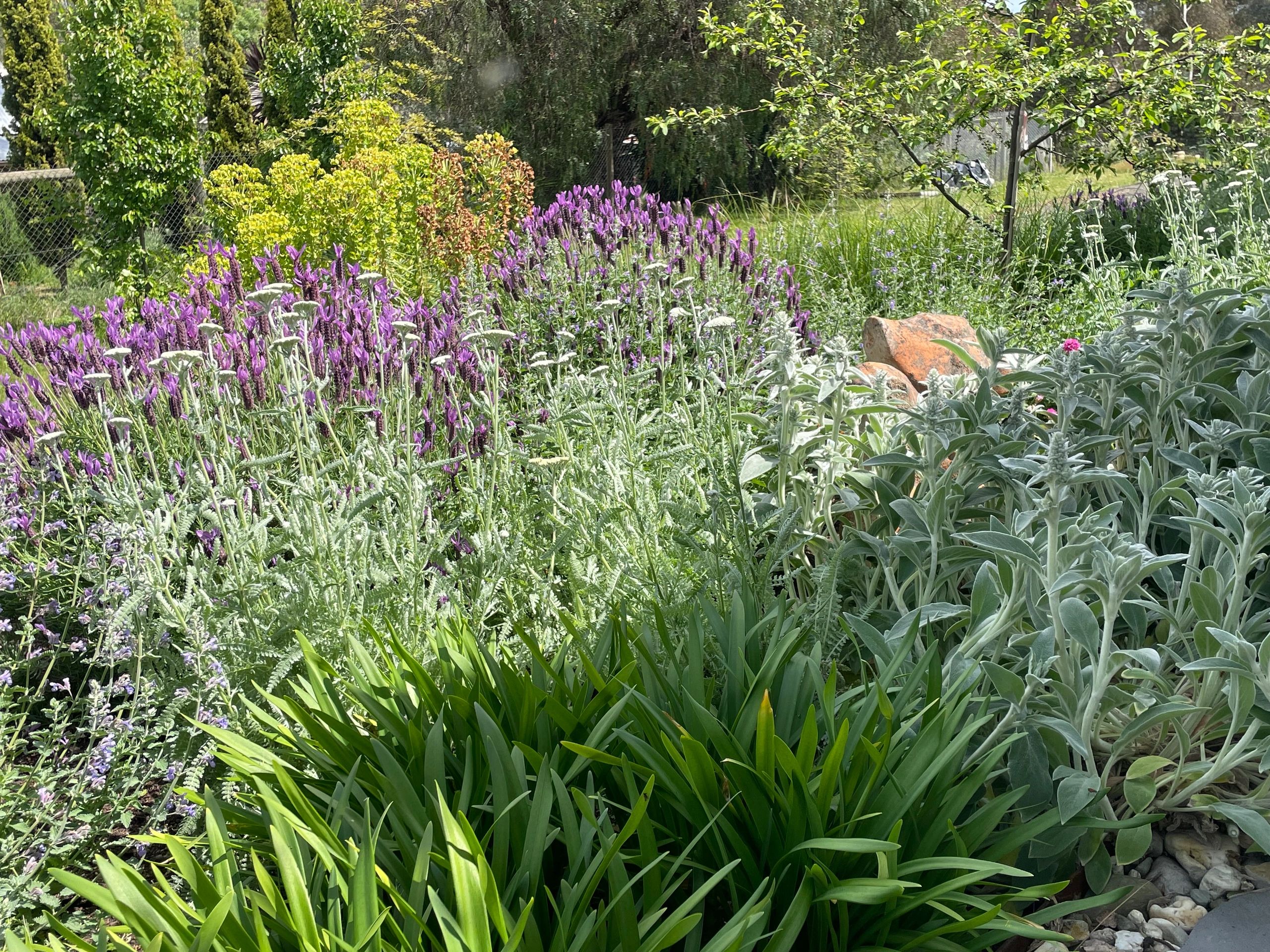 Lush garden with green leaves and purple flowers.