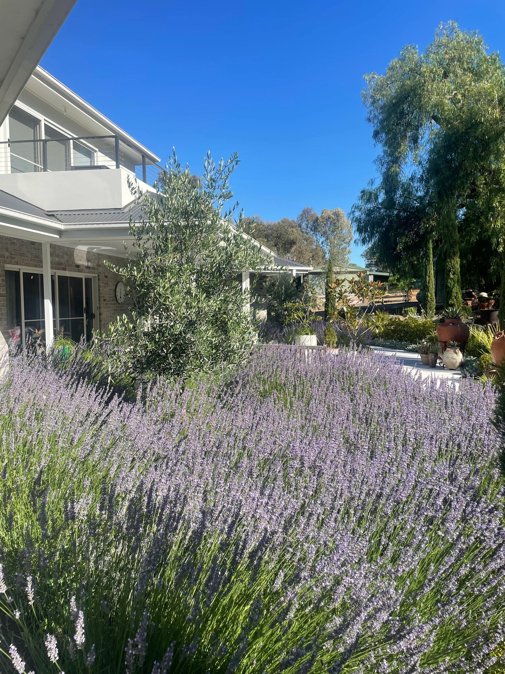 Lavender plants bloom in a sunny garden next to a modern house.
