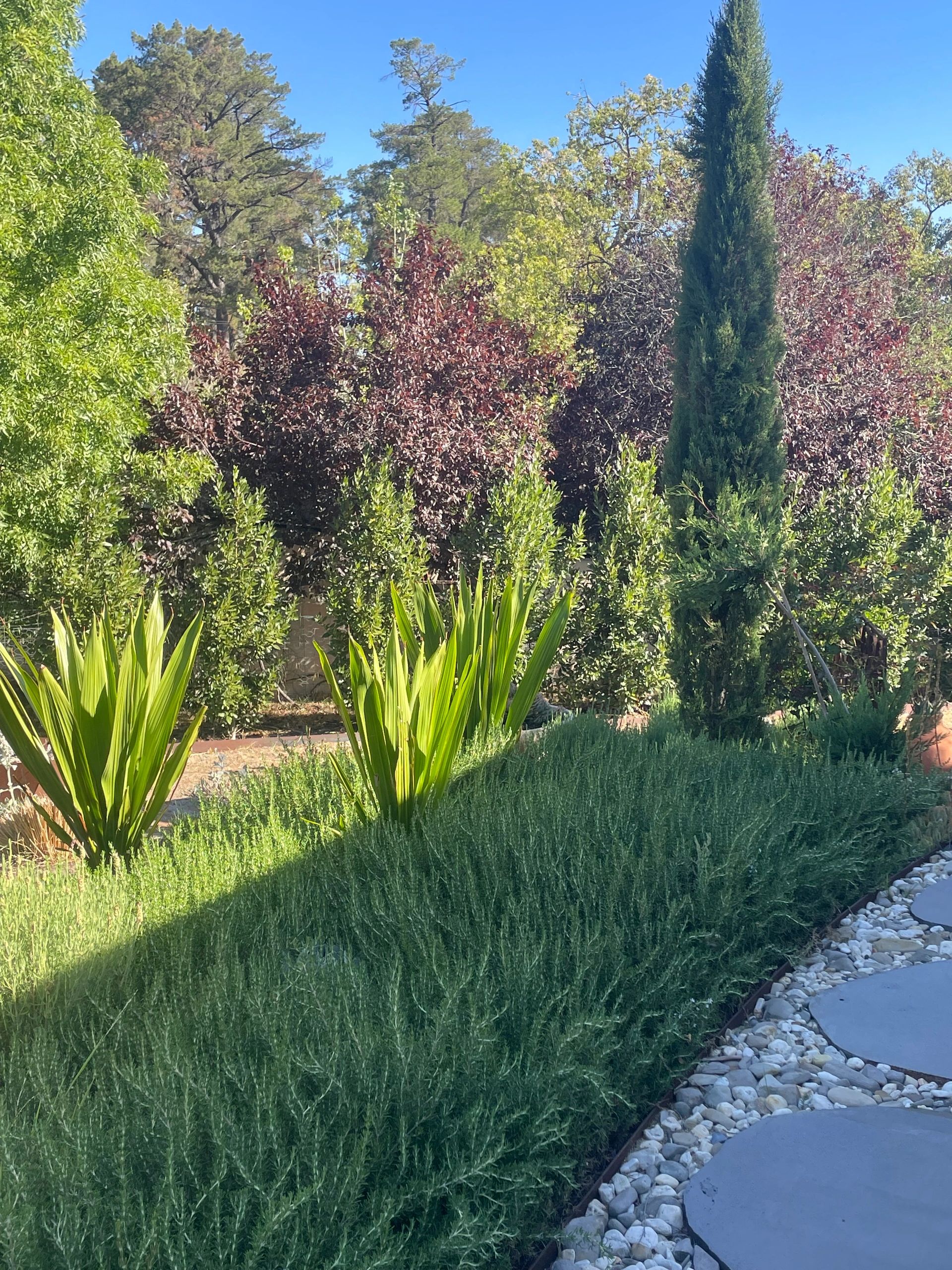 Lush garden with diverse greenery and a stone pathway.