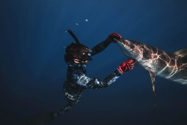 A diver and a shark gently touching underwater.