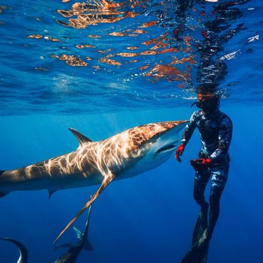 A diver encounters a large shark underwater in clear blue water.