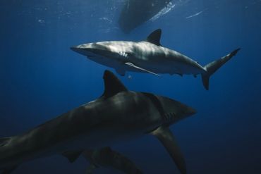 Two sharks swimming underwater in the ocean.