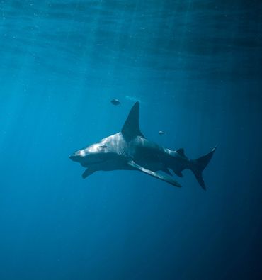 A shark swimming gracefully in deep blue water.