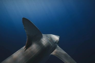 A shark swimming underwater with a prominent dorsal fin.