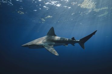 A shark swimming underwater with light filtering through the surface.