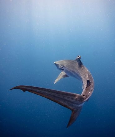 A large shark swimming gracefully in deep blue water.