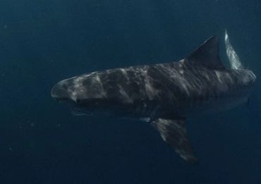 A shark swimming underwater in deep blue ocean.