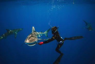 A diver reaches out to a shark underwater with more sharks nearby.