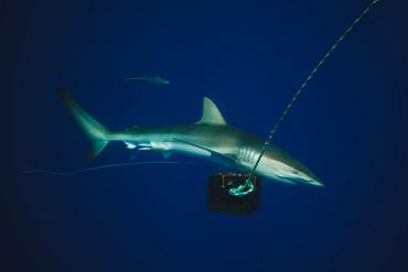 A shark swimming in deep blue water with a device attached.