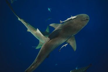 A large shark swimming with remoras in deep blue water.