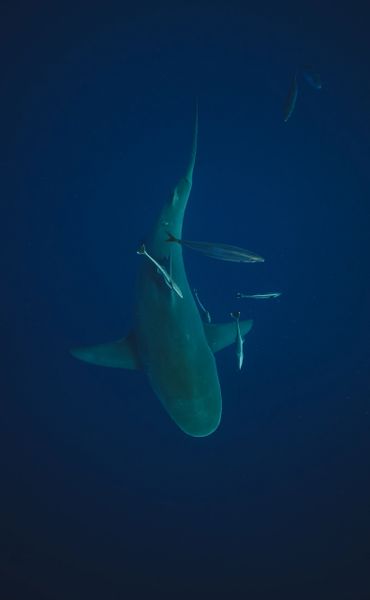 A large shark swims with several smaller fish in deep blue water.