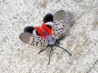 Mature Spotted Lanternfly