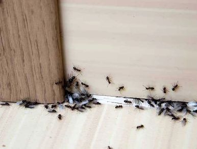 Odorous House ants 