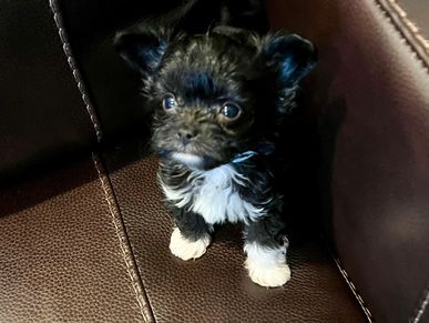 puppy