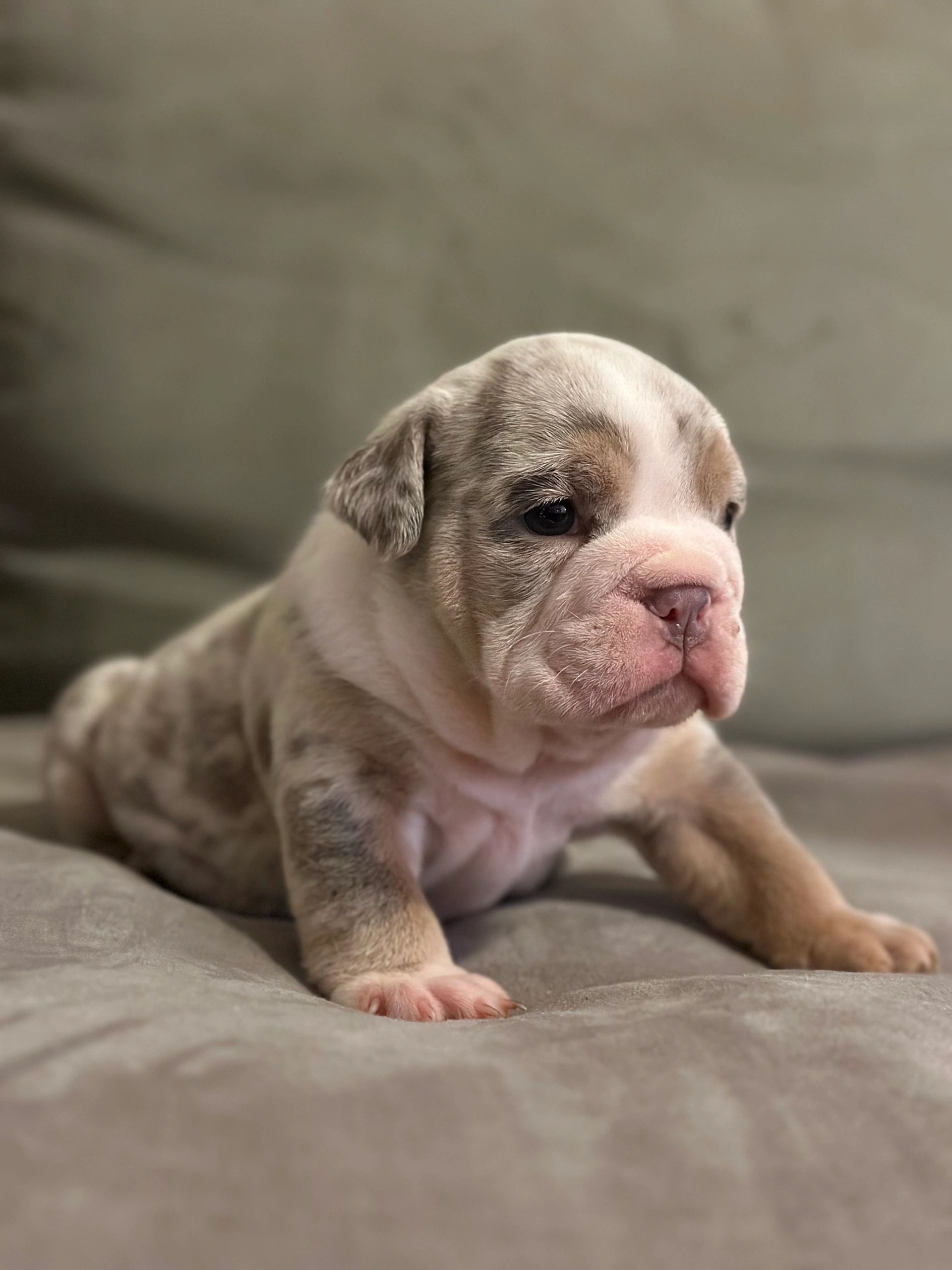 are english bulldogs velcro dogs