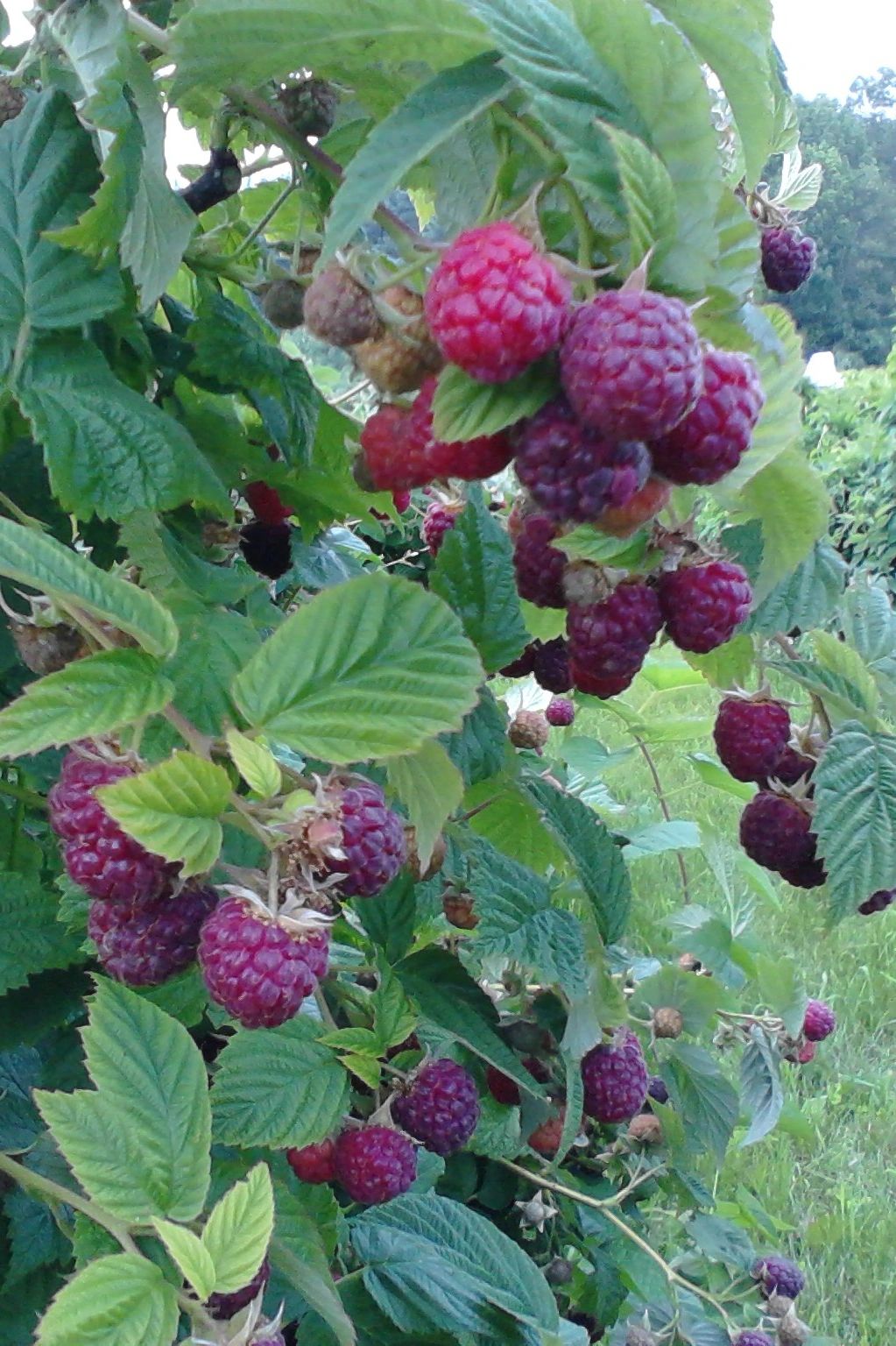 Cook's Valley Farm - Farm Stand, Fruit and Vegetables