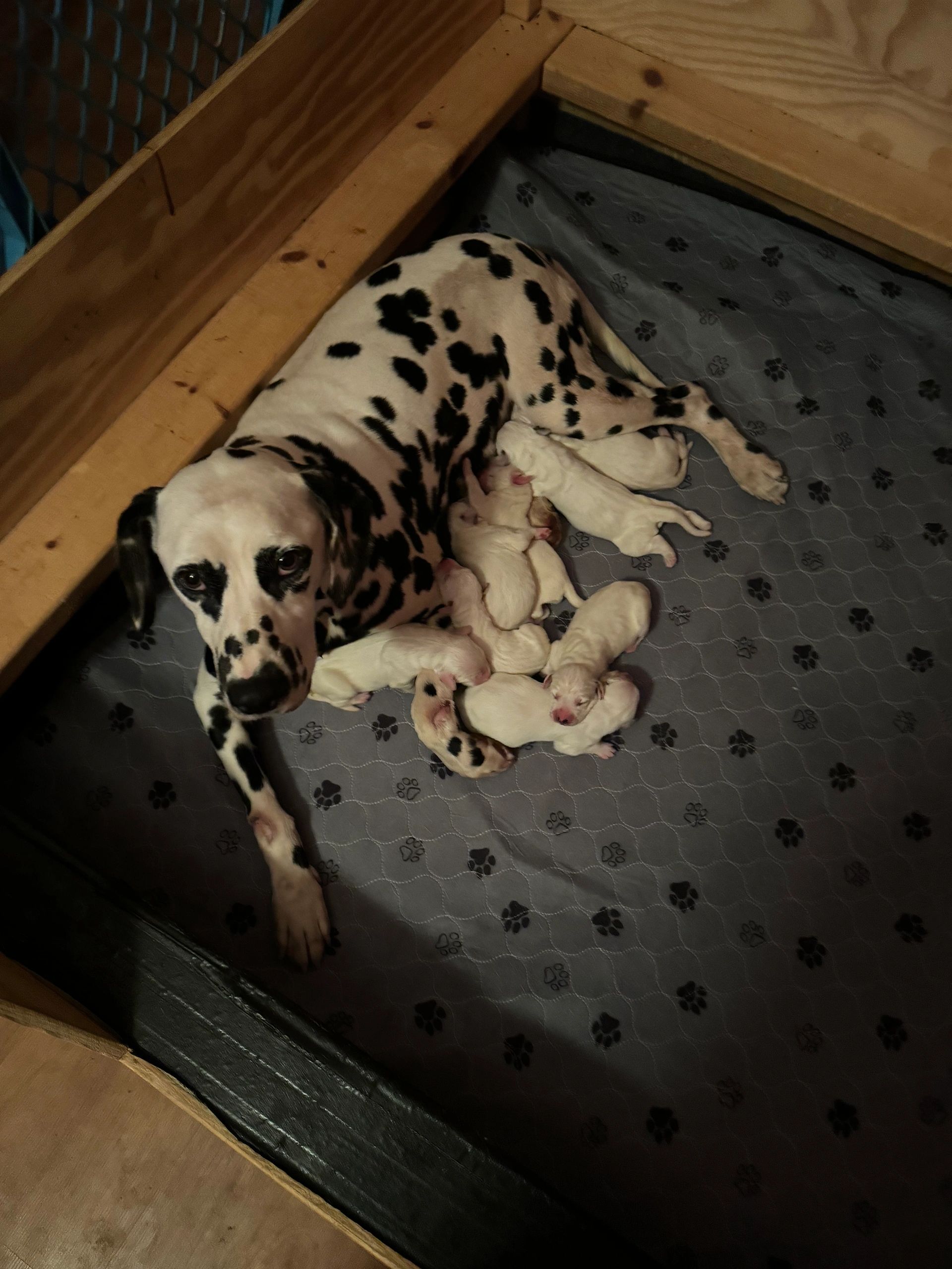 Puppies are here! Gypsy and Oscar Litter! 
