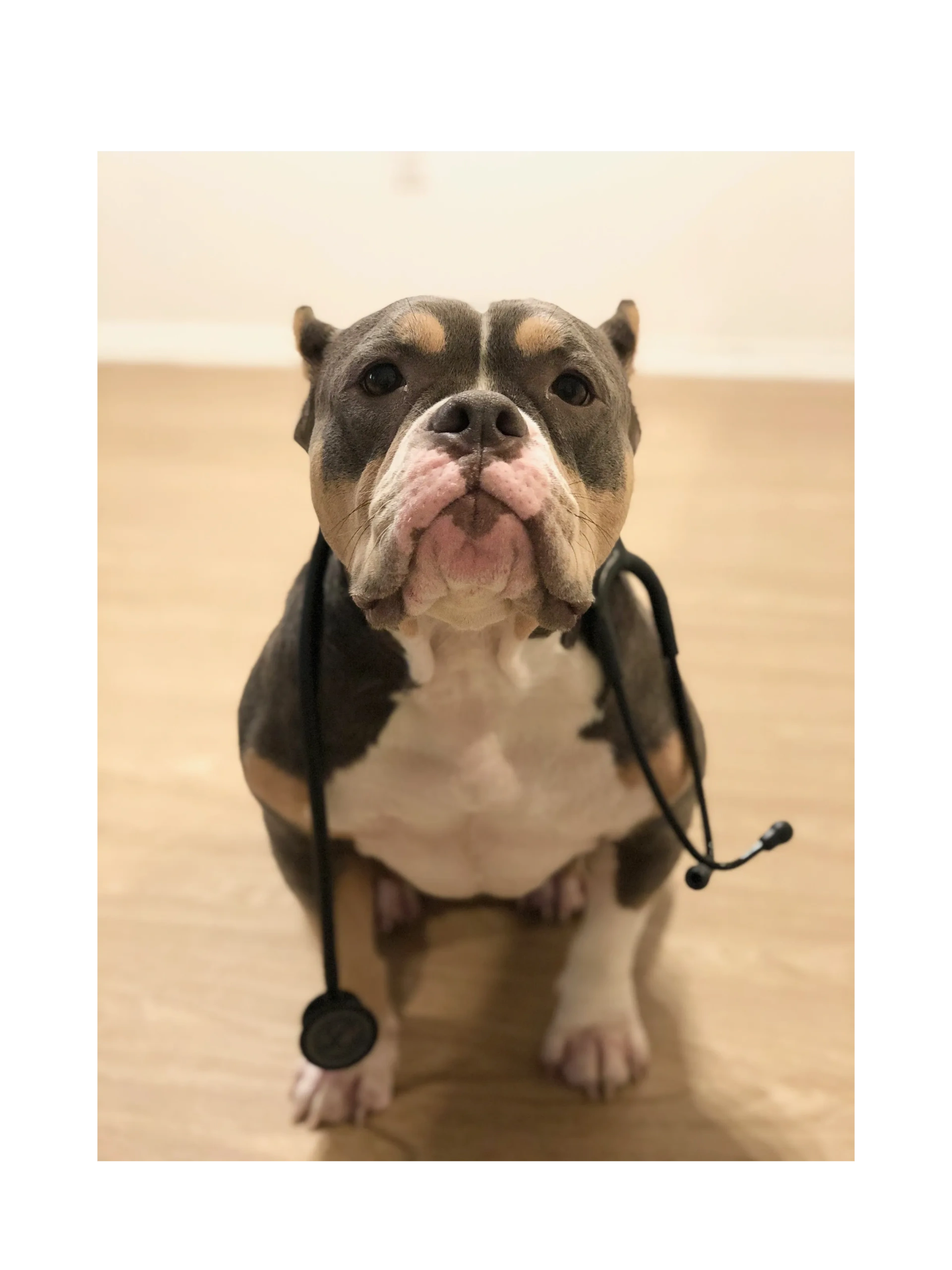 Traveling Vet Tech: Your Ultimate Guide to a Fulfilling Journey