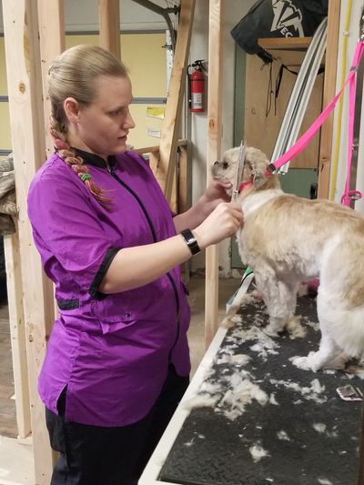 Sarah grooming a dog at Happy Mutts