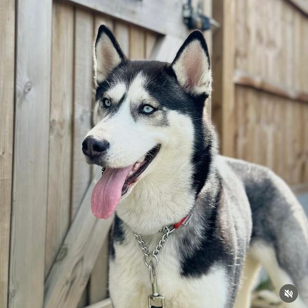 Luna the husky was previously reactive and had no obedience at all, she’s now perfectly behaved!