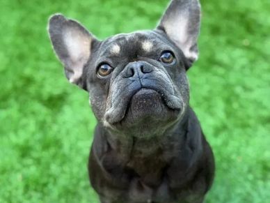 ADOPTED

Margo is just over a year old. She settles well in and out of a crate, loves people and get