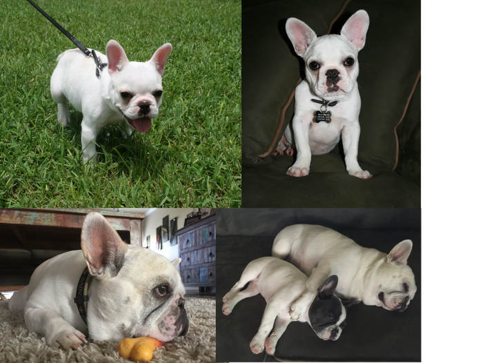 French Bulldog Pierre